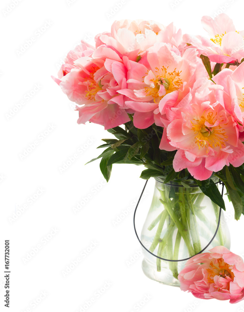 Blooming fresh pink peony flowers in glass vase close up isolated on white background