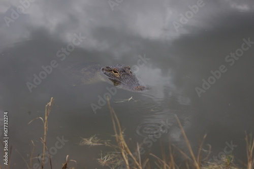 Gator in the water