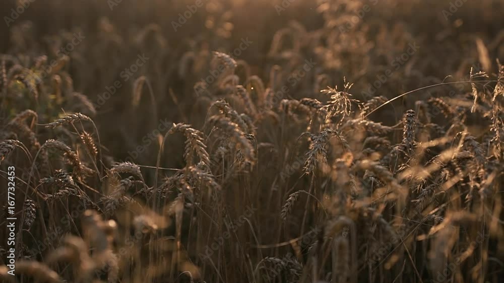 Golden Wheat in Sunlight Golden Wheat in Sunlight