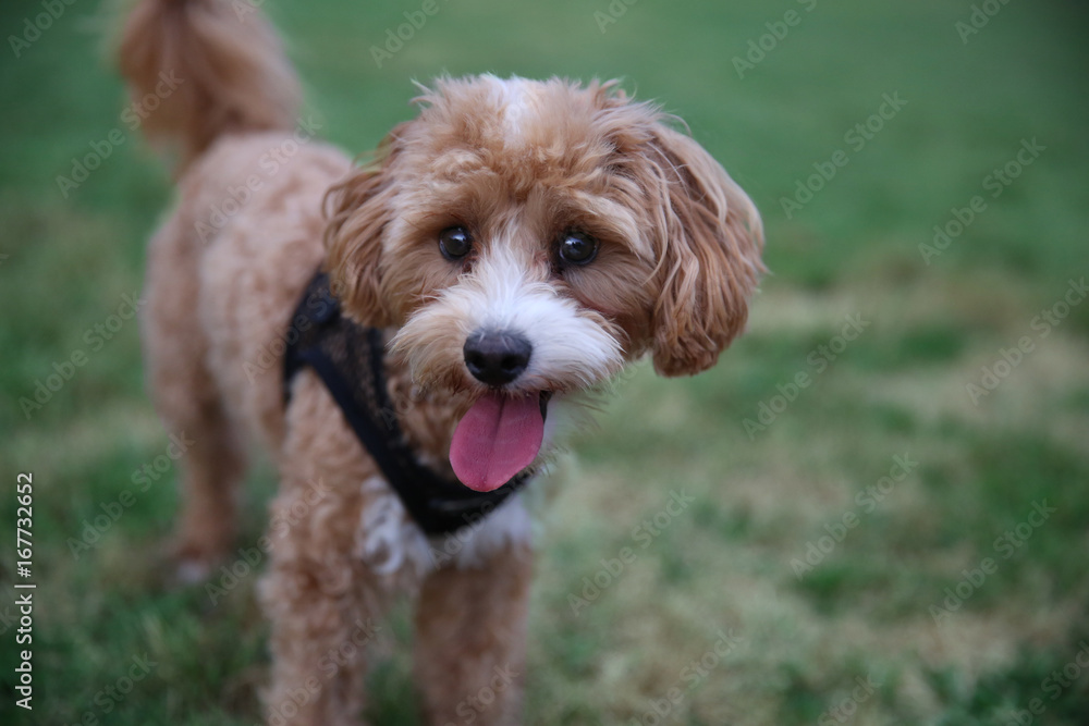 Cute Brown and White Miniature Labradoodle Dog Puppy in Grass