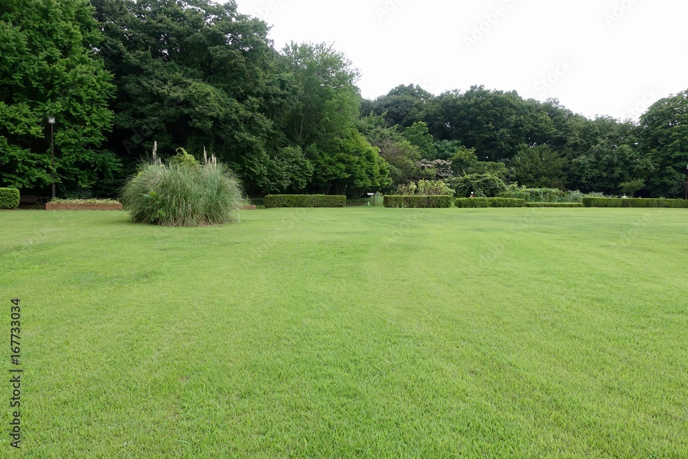 夏の自然公園