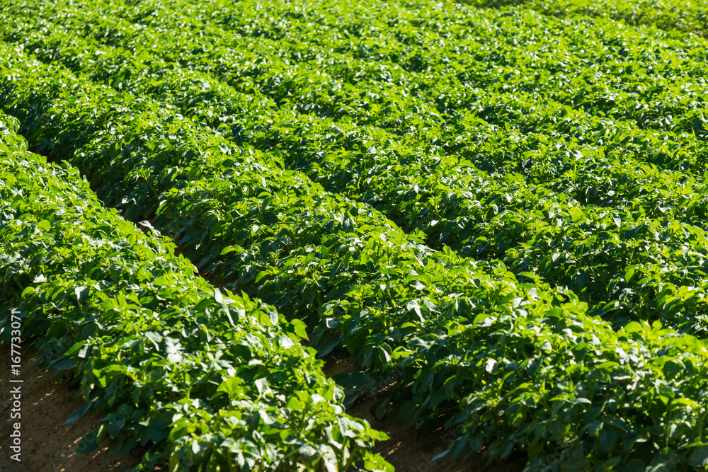 Large potato field with potato plants planted in nice straight rows