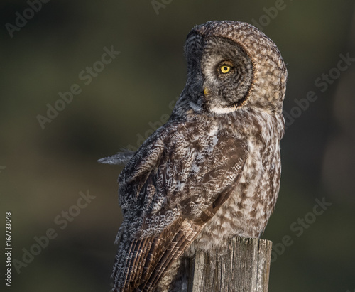 Wallpaper Mural Great Gray Owl Torontodigital.ca