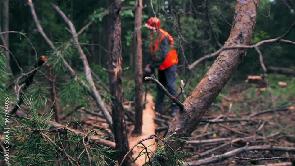 A woodcutter is handling a tree in the woods A woodcutter is handling a tree in the woods