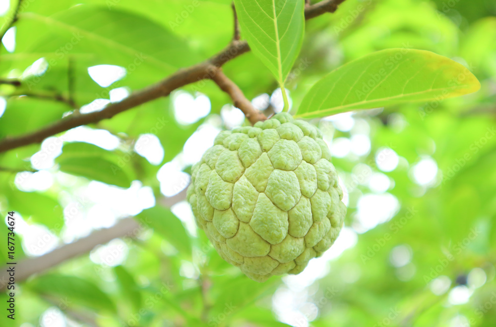 Fototapeta premium sugar apple or custard apple growing on a tree
