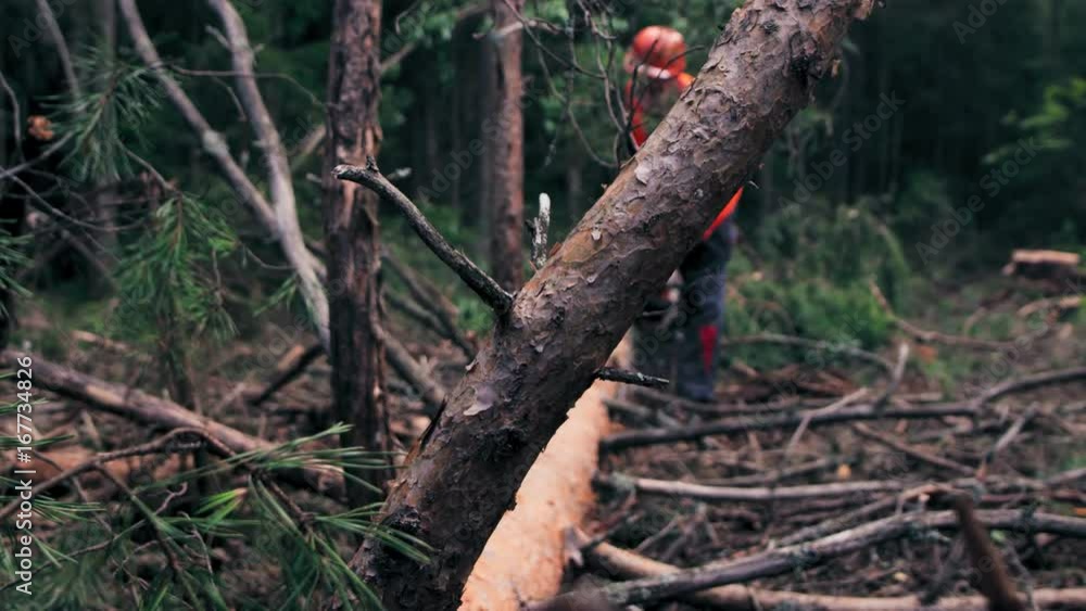 A lumberjack is processing a tree in the forest A lumberjack is processing a tree in the forest