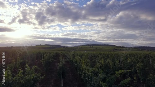 Aerial view of vineyard on a sunny day HD