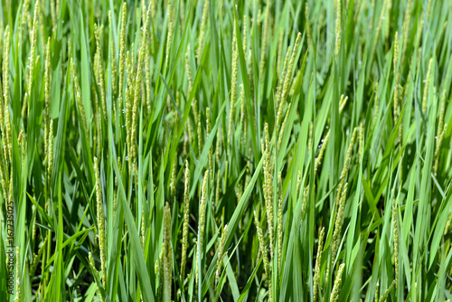 Green rice field with rice plants growing in Japan