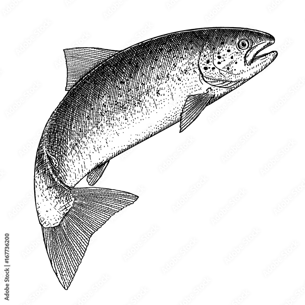 Naklejka premium Illustration of a jumping Atlantic Salmon in an etched style