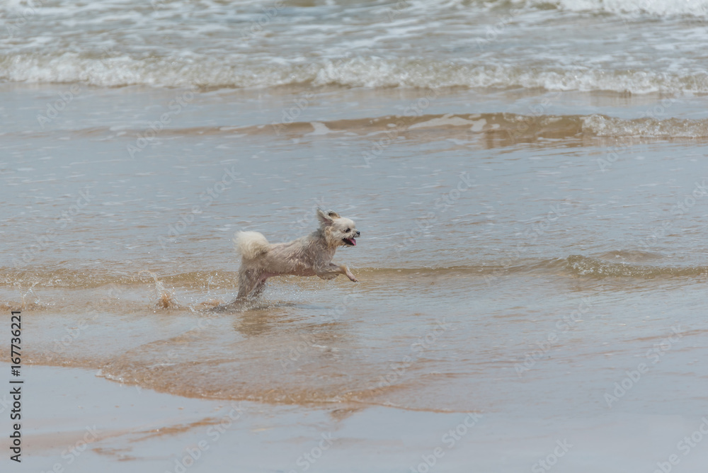 Dog running happy fun on beach when travel at sea Dog running happy fun on beach when travel at sea