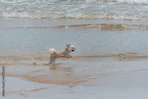 Dog running happy fun on beach when travel at sea © pongmoji