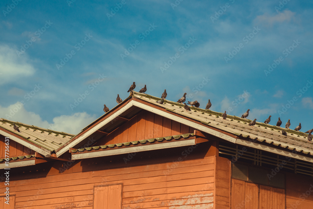 Many grey Pigeons Sitting on the Roof on a Sunny Day. vintage tone. Many grey Pigeons Sitting on the Roof on a Sunny Day. vintage tone.