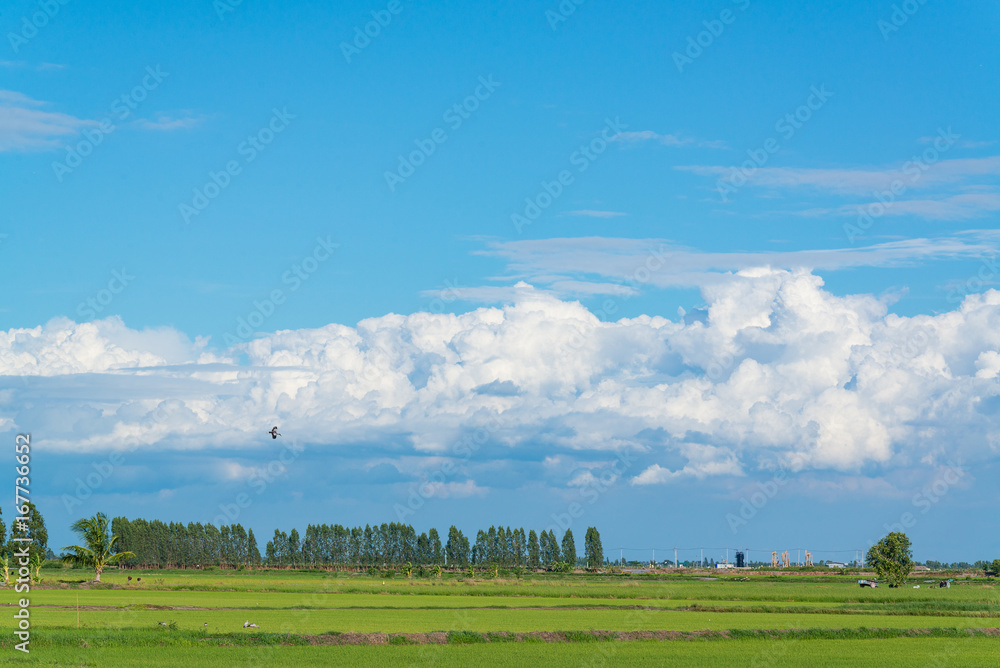 Rice field green grass blue sky cloud cloudy landscape background. Rice field green grass blue sky cloud cloudy landscape background.
