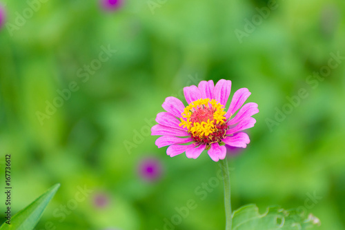 Zinnia elegans flower blooming in the garden for background.