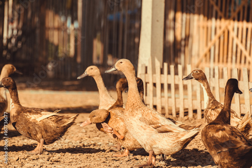 Ducks in farm, traditional farming in Thailand