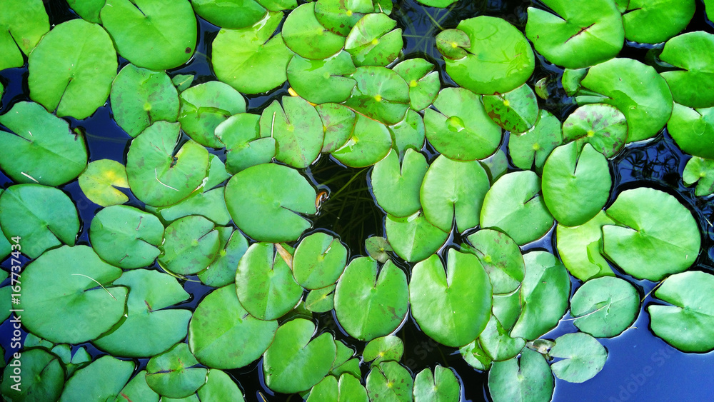 Plenty of green lotus leaves in the canal Plenty of green lotus leaves in the canal