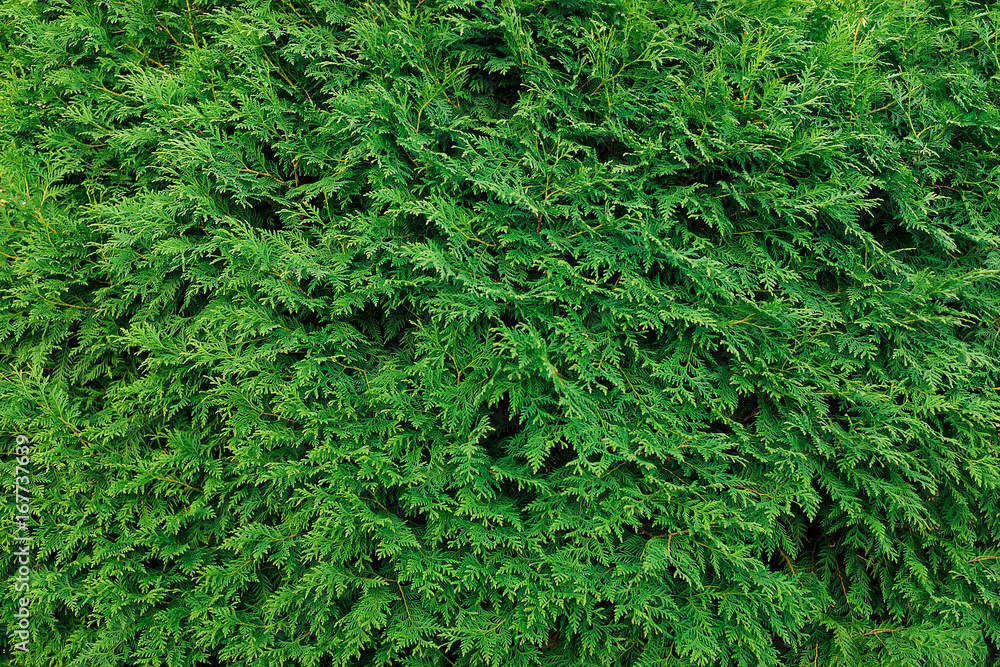 Green thuja leaves background, winter tree and christmas tree concept. Green thuja leaves background, winter tree and christmas tree concept.