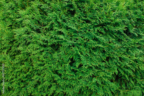 Green thuja leaves background  winter tree and christmas tree concept.