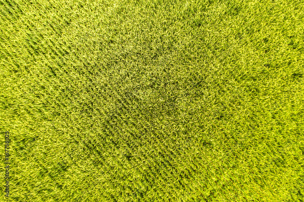 topview paddy field in Thailand topview paddy field in Thailand