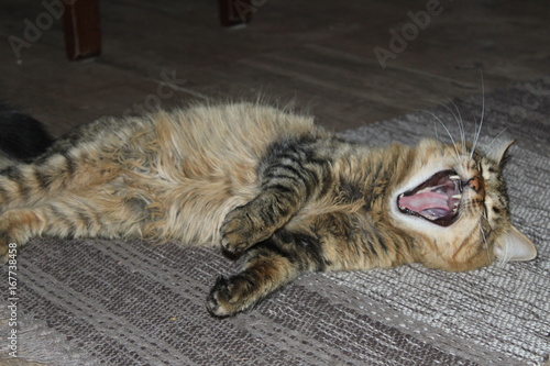 Gato