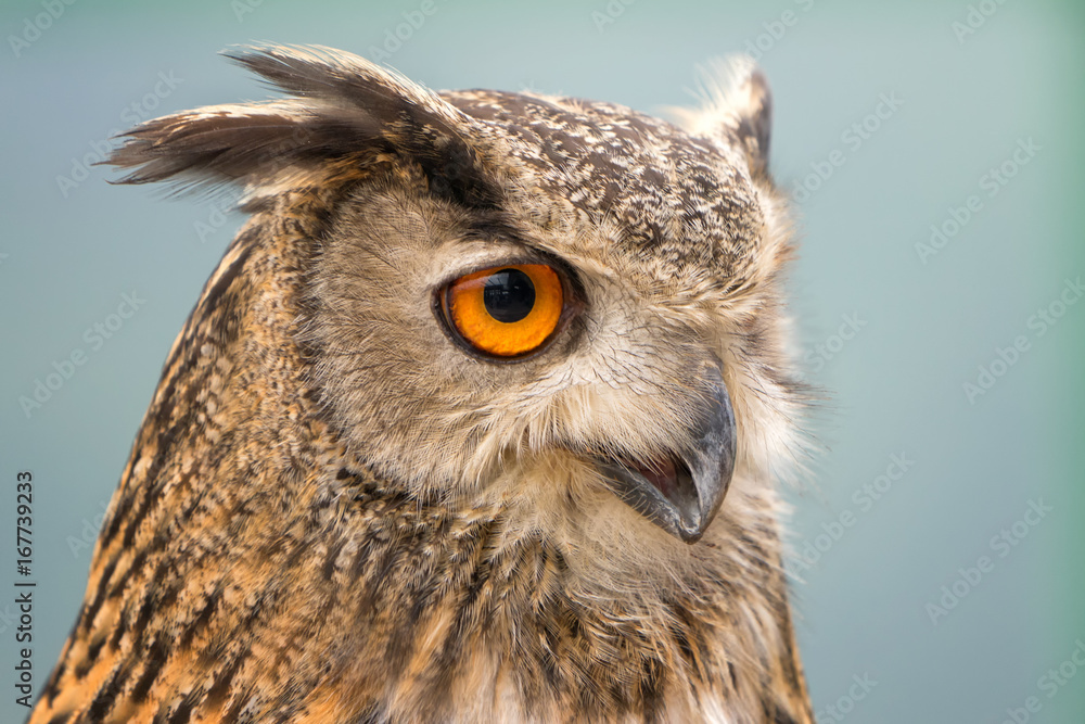 Buffy Fish Owl Buffy Fish Owl
