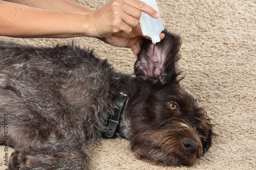 hand washing the ear of dog with remedy