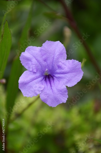 blue ruellia tuberosa flower in nature garden