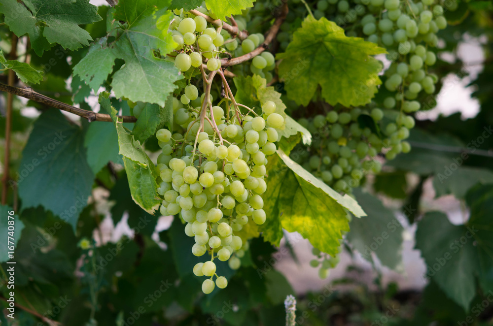 custom made wallpaper toronto digitalBunch of Chardonnay grape for white wine