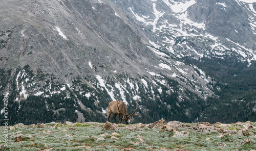 Picturesque panorama of the Rocky Mountains. The noble deer on a high-mountain meadow