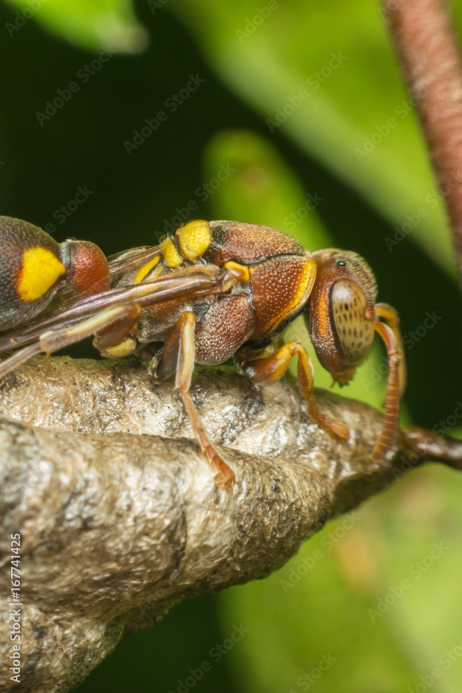 Macro of Hymenoptera on the nest in nature Macro of Hymenoptera on the nest in nature