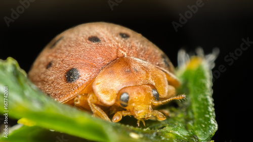 Macro of bug insect (Ladybug) on leaf in nature photo