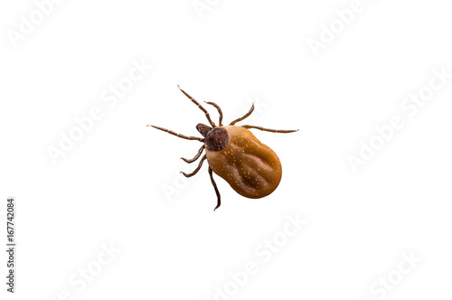 Tick filled with blood crawling on white background