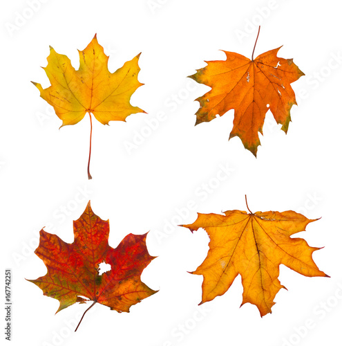 Set the autumn maple branch with leaves isolated