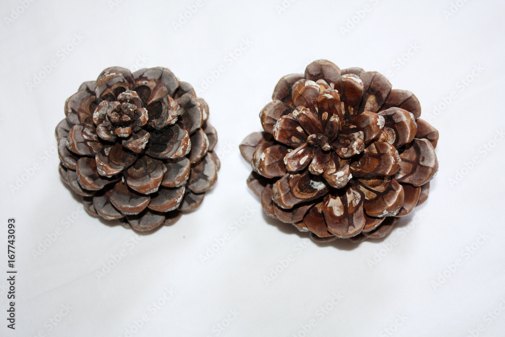 pine cone