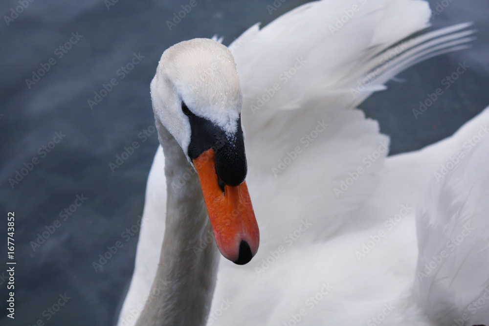 Obraz premium white swan