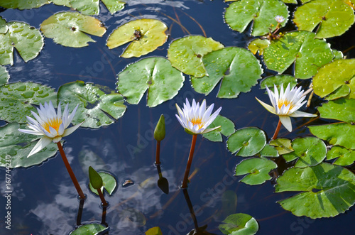 Фотография White water-lilies Sprouting From a Pond
