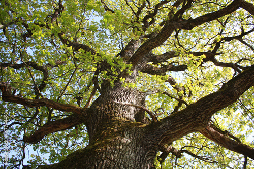 Obraz na płótnie swiss oak w salonie