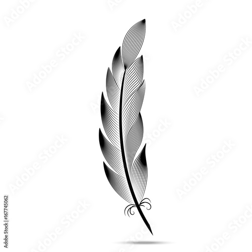 Black and white contour feather engraving
