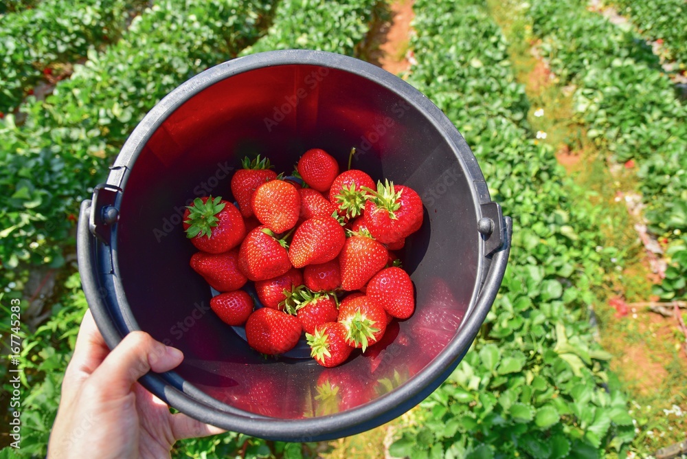 Bucket Full of Fresh Strawberries Bucket Full of Fresh Strawberries