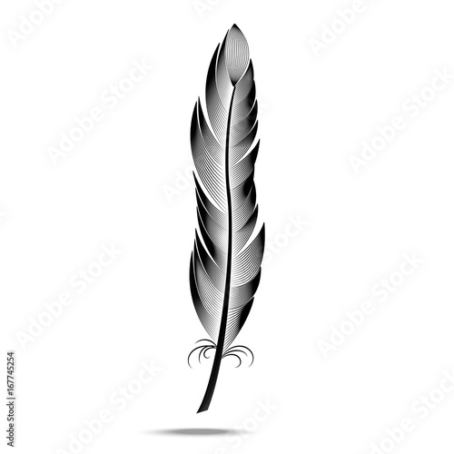 Vector black and white contour feather