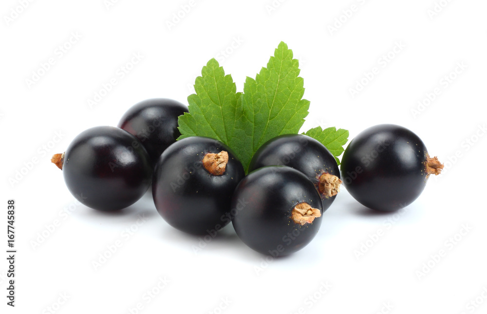 black currant with green leaf isolated on white background black currant with green leaf isolated on white background