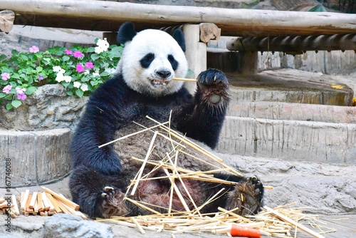 Fototapeta Naklejka Na Ścianę i Meble -  Giant Panda Eating Bamboos at Chiang Mai Zoo in Northern Thailand