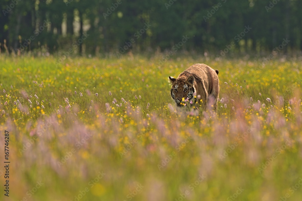 Obraz premium The Siberian tiger (Amur tiger - Panthera tigris altaica) in his natural environment in beautiful country