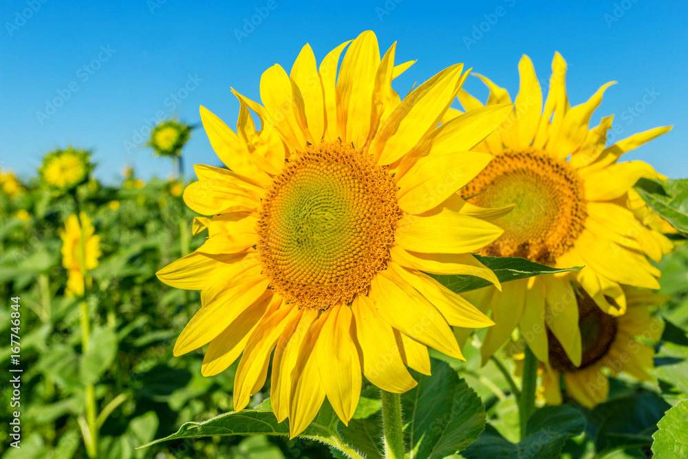 Yellow field of sunflowers