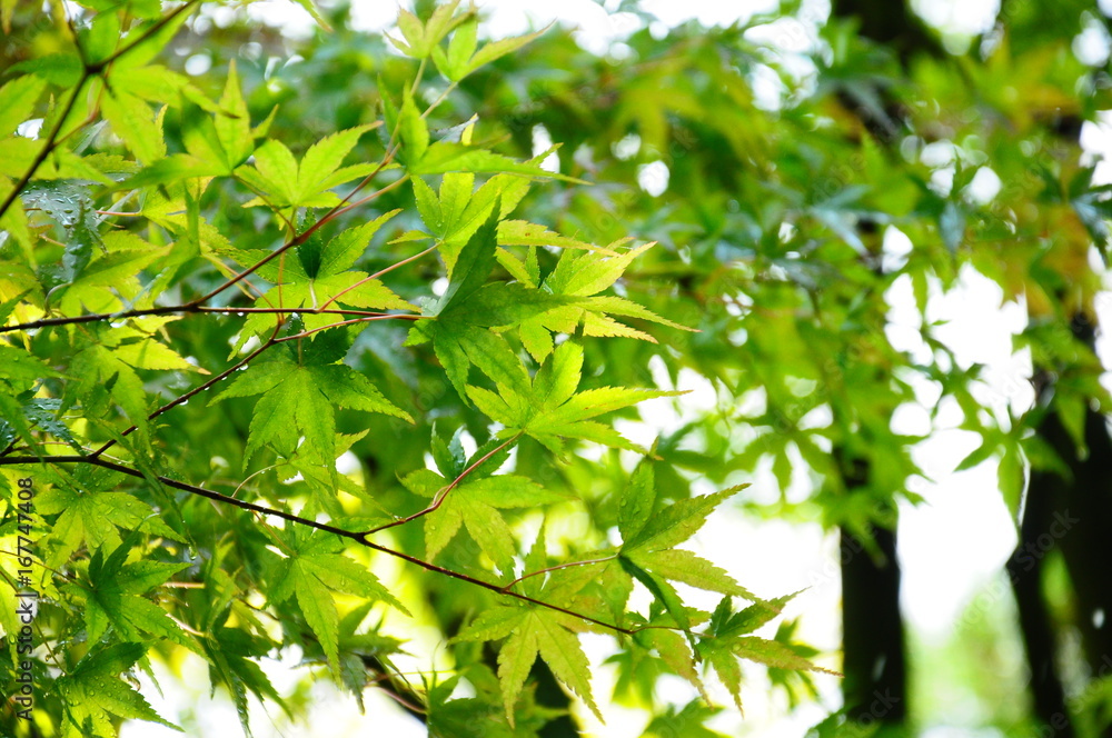 夏の緑のもみじ 夏の緑のもみじ