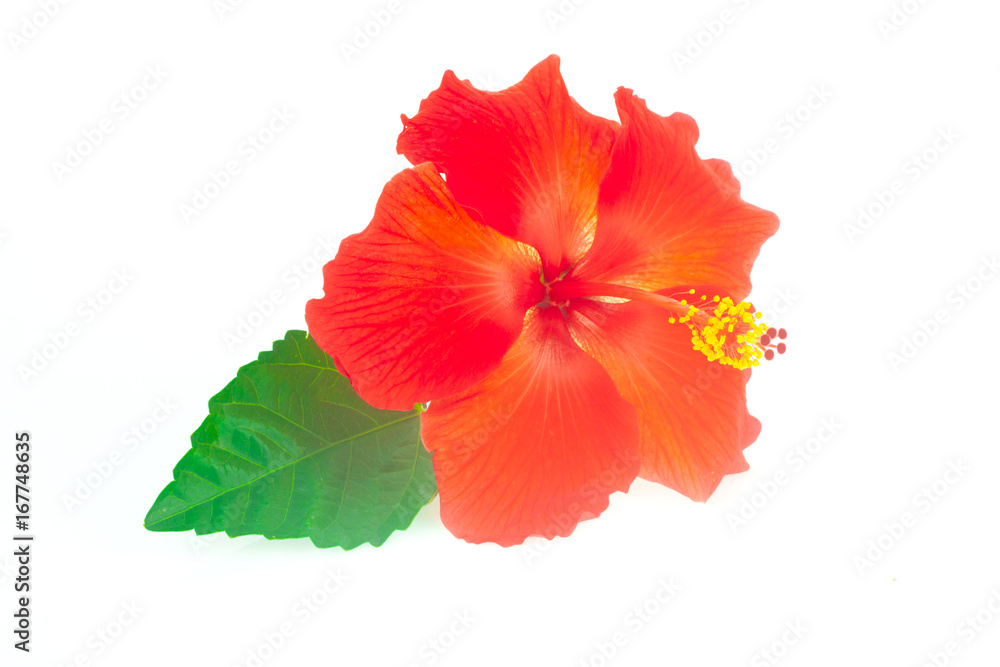 a red hibiscus flower isolated on white background a red hibiscus flower isolated on white background