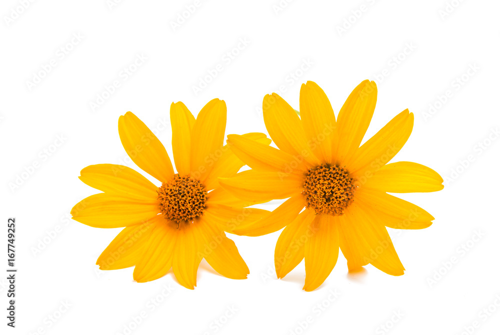 Yellow flower isolated