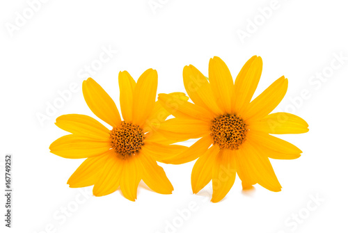 Yellow flower isolated
