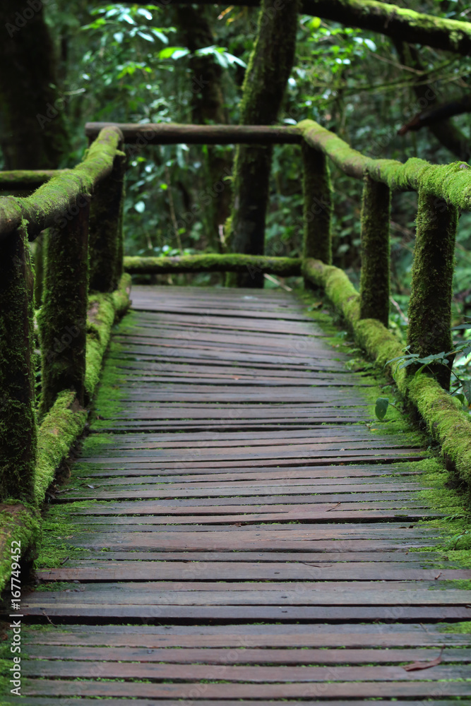 old charming wooden bridge in the forest.