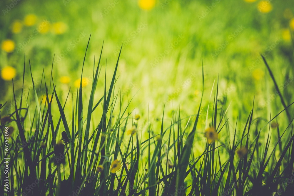 Green Grass Lawn Retro